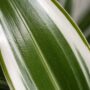 Dracaena Compacta White Jewel