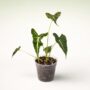 Alocasia Frydek Tattoo