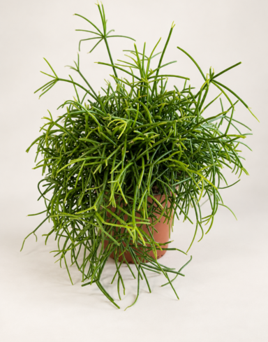 Rhipsalis Oasis - Corail de Roche