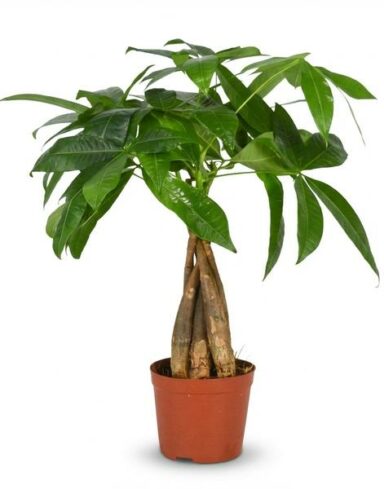 Pachira Aquatica - Arbre à argent - Pot de 12cm