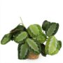 Maranta Fascinator Silverband