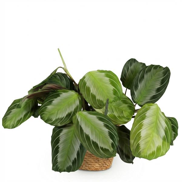 Maranta Fascinator Silverband