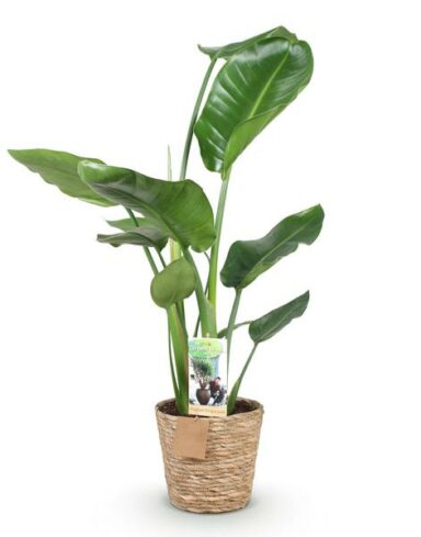 Strelitzia Nicolai