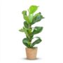 Ficus Lyrata - Pot de 21cm - Hauteur 75 - 85cm