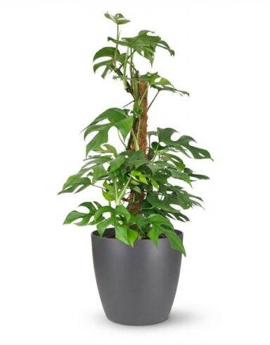 Monstera Minima avec tuteur - Monstera Rhaphidophora tetrasperma - Pot de 19cm - Hauteur 90cm