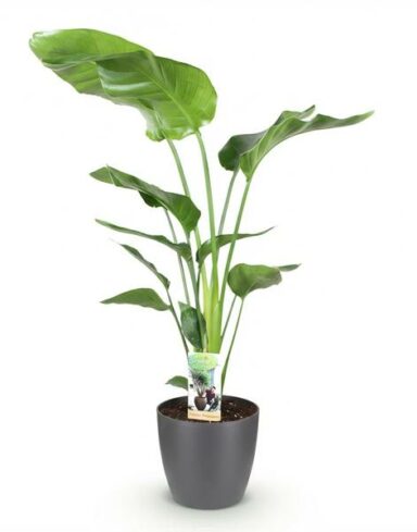 Strelitzia Nicolai