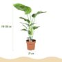 Strelitzia Nicolai