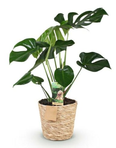 Monstera Deliciosa - Le géant tropical fenêtré