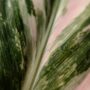 Calathea Glaza