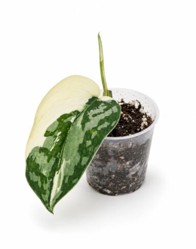 Scindapsus Mayari Variegata