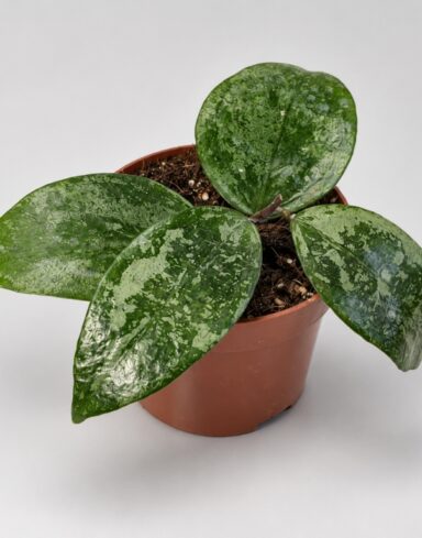 Hoya Verticillata Nganjuk Splash
