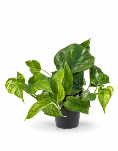 Epipremnum Marble Green