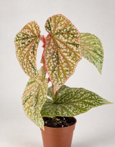 Begonia Snowcap Variegata