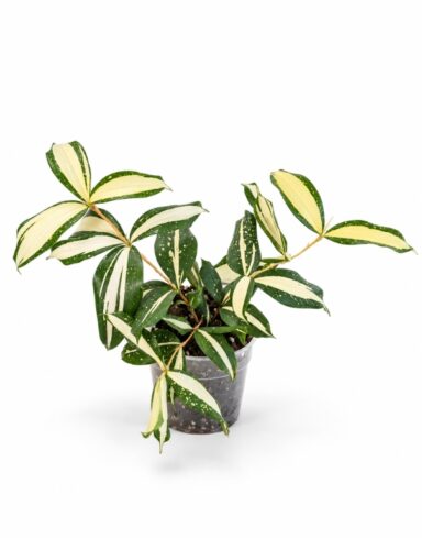 Dracaena surculosa Milky Way