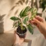 Calathea Glaza