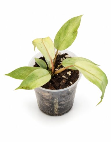Philodendron Snowdrift