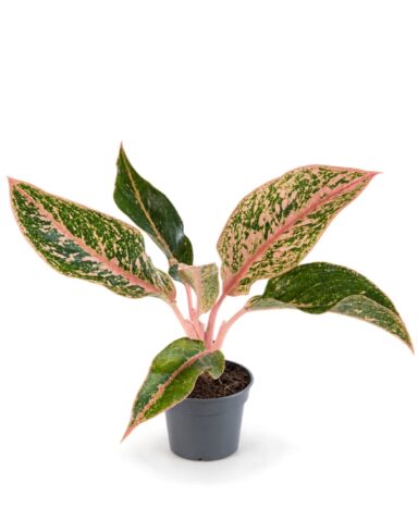 Aglaonema Prestige