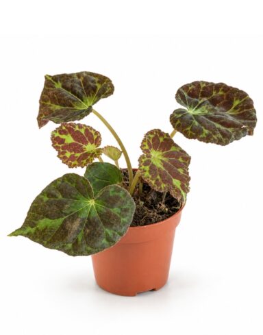 Begonia Barsalouxiae