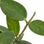 Hoya Chouke