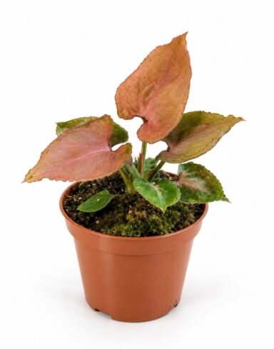 Syngonium Pink Perfection
