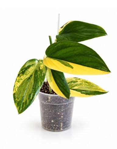 Monstera Standleyana Variegata