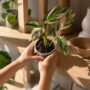 Calathea Glaza