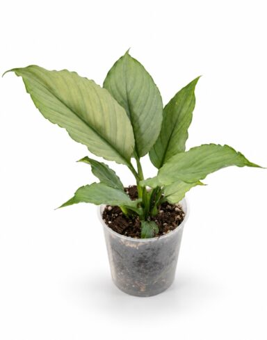 Spathiphyllum Blue Ice