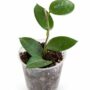 Hoya Chouke S