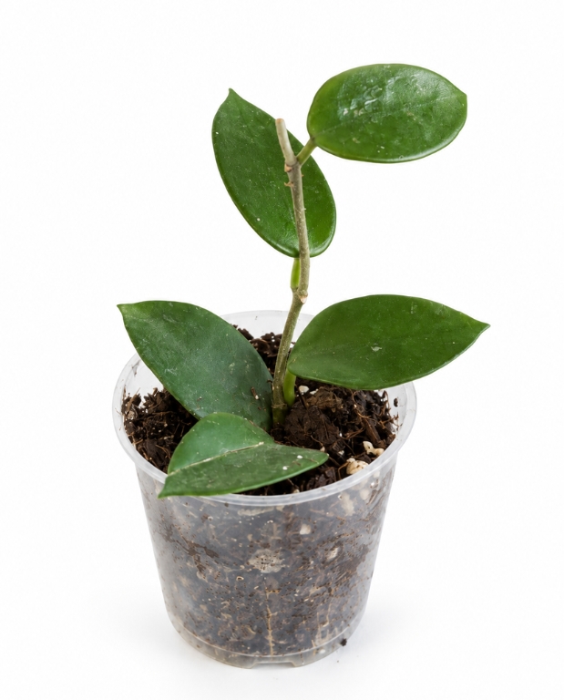 Hoya Chouke S