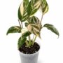 Calathea Glaza