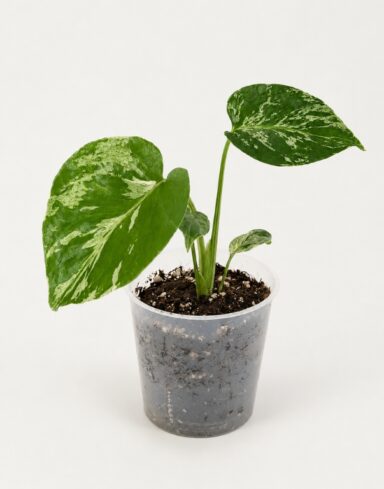 Monstera deliciosa Bulbasaur