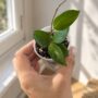 Hoya Chouke