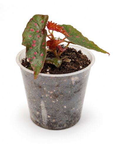 Begonia Amphioxus X Malachosticta
