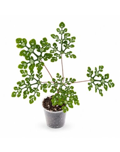 Adenia Perrieri