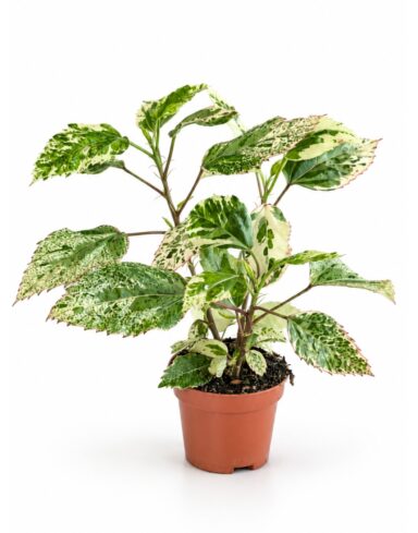 Hibiscus rosa-sinensis Variegata