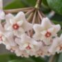 Hoya Chouke fleurs blanches de porcelaine