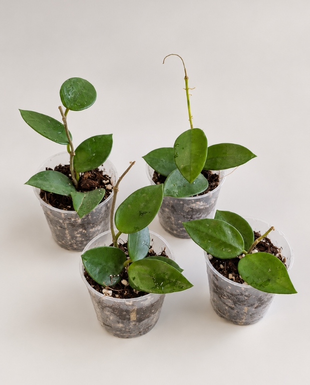 Hoya Chouke