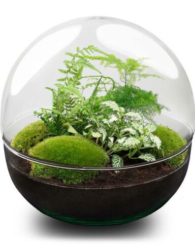 Kit DIY Terrarium Dome XL – Ø28cm H28cm