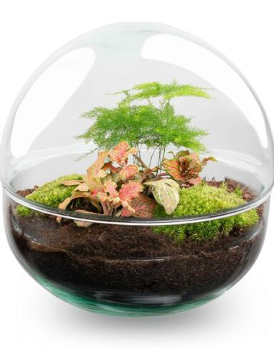 Kit DIY Terrarium Dôme – Ø20 cm H20cm