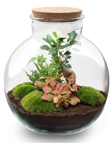 Kit DIY Terrarium – Bolder Bob Bonsai – Ø31cm – H30cm