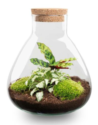 Kit DIY Terrarium – Sammie – Ø22,5 cm – H27cm